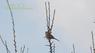 ホオジロの囀り　綺麗な声です