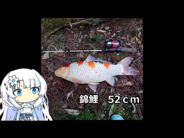 スピンキャスター！White　Cul！！　第3話「第三の魔法少女」【VOICEROIDフィッシング】WhiteCulとずんだもん