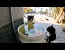 人気の水飲み場で島猫たちを激写！
