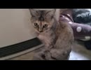 愛猫２　かわいいねぇ