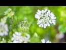 「キャラウェイ」/ 宮舞モカ 【オリジナル】