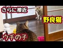 まだ怖いのか…【野良猫】