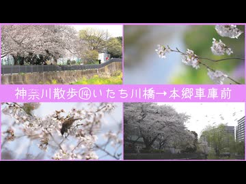 【横浜市栄区】いたち川の桜スポット巡り2025【写真さんぽ】