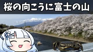 桜の向こうに富士の山