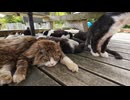 猫島探訪記 田代島②