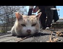リラックスな三毛さんとじゃれ合い