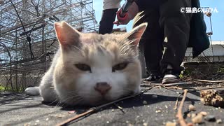 リラックスな三毛さんとじゃれ合い