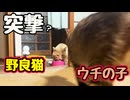ケンカに ならなくて良かった【野良猫】