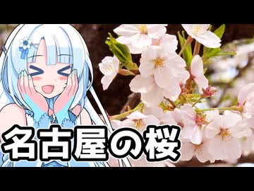 酒を飲みながら桜の写真を撮る雪さん