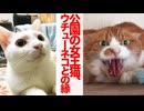 心を閉ざした女王猫、ウチューネコと運命の再会