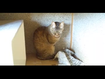 焼酎の文字と初日目の猫ちゃん