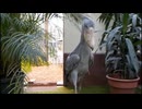 ホモと見る銃撃みたいな鳴き声の鳥