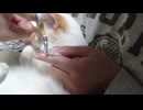 拾いねこ＠生後4627/552日目　猫の爪切り＆錠剤投与の動画