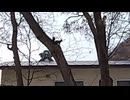散歩中にエゾリス発見しました