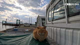 猫島界隈では軽トラが大人気！？