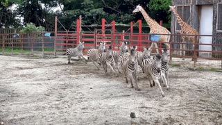 【東武動物公園】シマウマたちのランニングタイム【スローモーション】