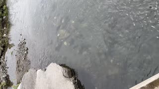 小川町の小川の部分2