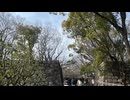 2025/03 大阪城　開花状況