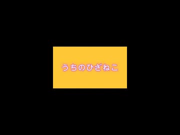 ポコちゃんちの不思議な癒しを持つひざねこたち