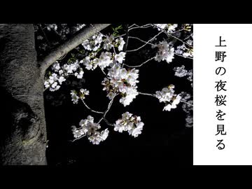 【春の特別企画】夜桜が見たくなったので上野の不忍池へ行ってきた