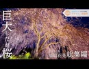 【今年もありがとう】福岡花見ウォッチ２０２５　Ｃｈｅｒｒｙ　ｂｌｏｓｓｏｍ　ｖｉｅｗｉｎｇ