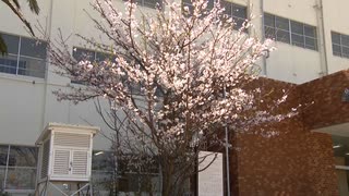 桜は語り部「二度と戦争はダメ」　今年も満開になった校庭の”嘉代子桜”　子どもたちに受け継がれる平和への願い
