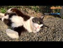 猫島一？美人顔のハチワレ様