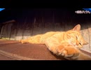 落下危機！？屋根の上でくつろいでいた島の茶トラ猫