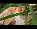 春猫