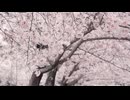 cherry blossoms 川端光露