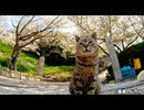 桜と猫2025