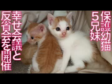 保護幼猫5兄妹、幸せ会議と反省会をする