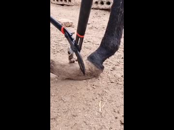ホモと見る馬の爪切り