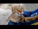 野良猫を撫で撫でしていたら懐いてきて付いてくるようになった。