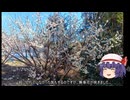 ゆっくり農民261畑を拓いてみませんか？#45