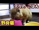 「ごちそうさま」ぐらい言わんかい…【野良猫】
