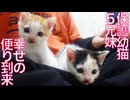 保護幼猫5兄妹、お迎えのご応募を頂く