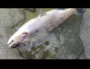 【東山湖FA】マッディならビースパ「みどりのたぬき」が強いよ【#釣り#管釣り #管理釣り場 #エリアトラウト#東山湖フィッシングエリア#ビースパーク】