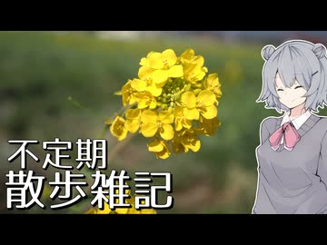 不定期散歩雑記_41 - 菜の花