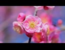 Beautiful pink plum blossoms