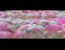 Beautiful gradation of cherry blossoms and plum blossoms in full bloom