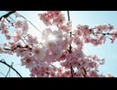 Somei-Yoshino cherry blossoms are attractive for their fleeting pale pink color.