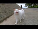 海沿いの道でよく喋る野良猫に出会った