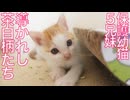 保護幼猫5兄妹、抜群の社会性と導かれし魂