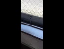 なんかトンボが飛んでた
