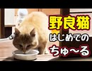 【野良猫】はじめての ちゅーる