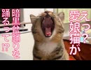 コムギ愛娘猫、まさかの暗黒盆踊り