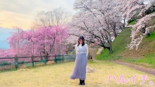 〖桜〗ハルイチ。/踊ってみた〖春〗