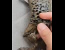 キモいカエル