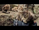 猫が集まる謎のリュックが大人気